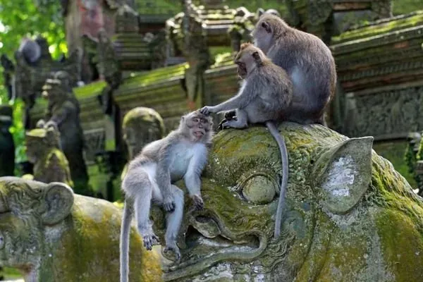 Monkey Forest sanctuary in Bali